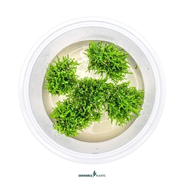 Riccardia chamedryfolia In-Vitro
