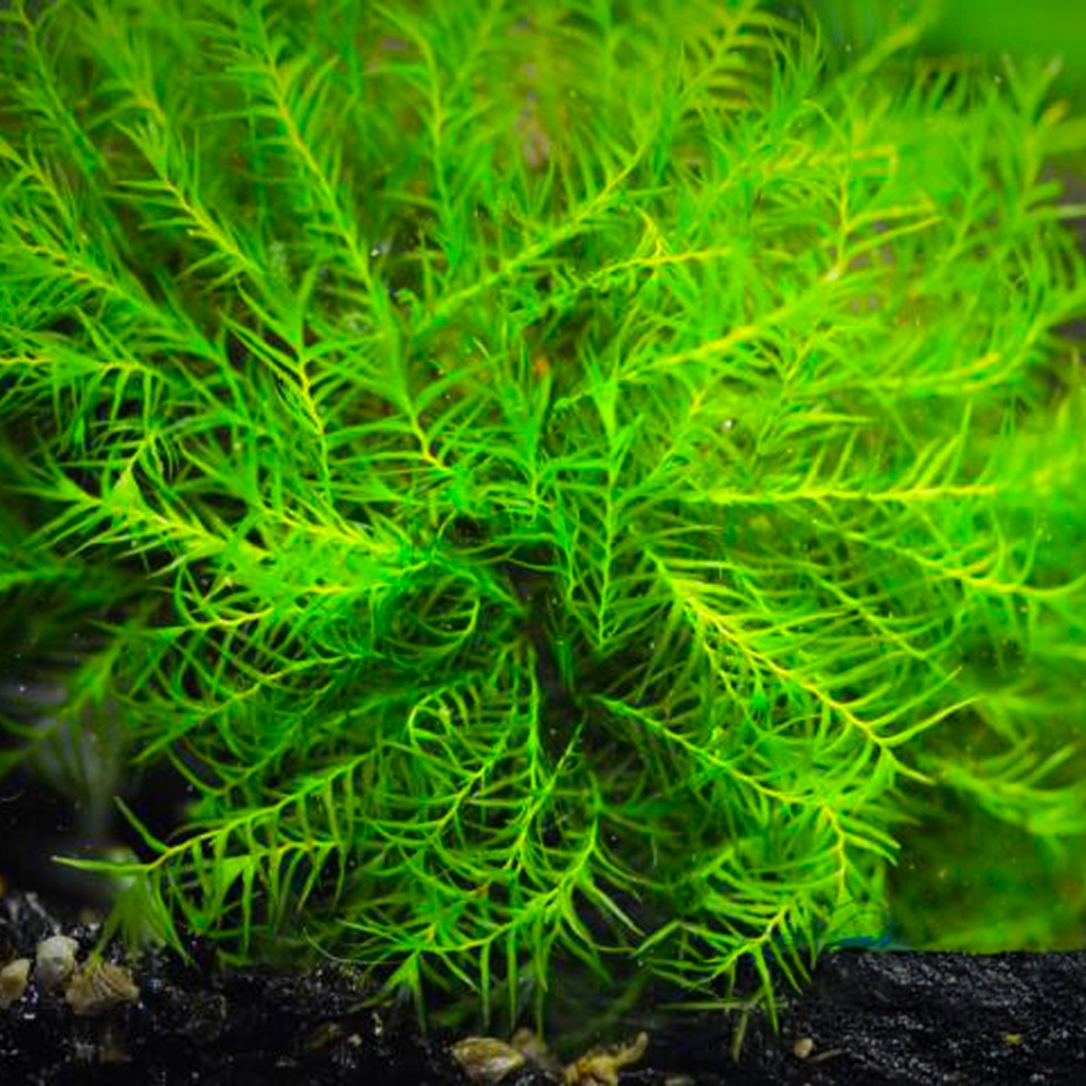 11 Fissidens geppii,pad