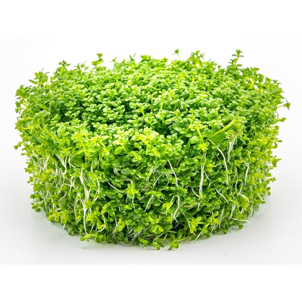 7 Hemianthus Cuba pad