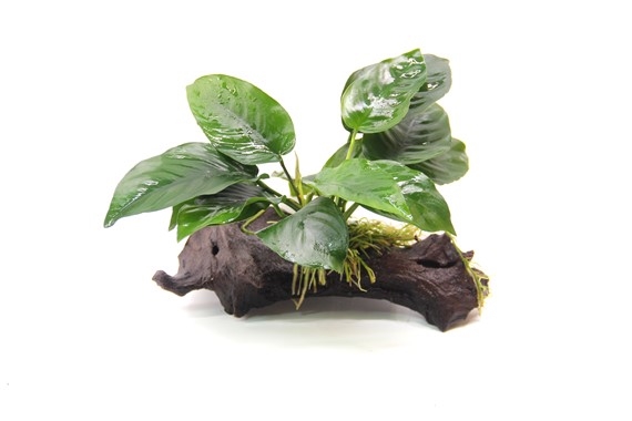 Anubias barteri auf Wurzel