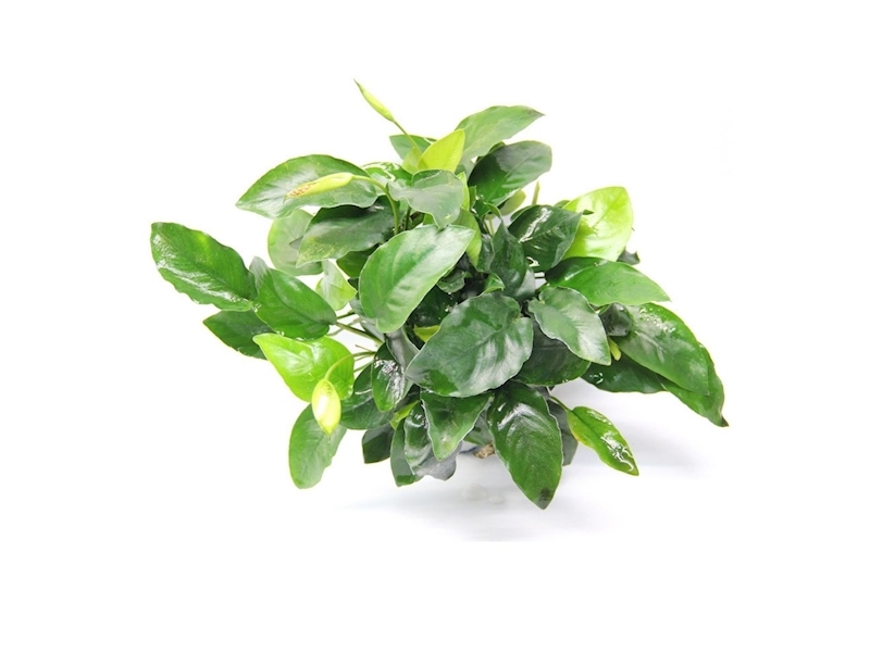  Anubias barteri var. Nana 'Bigfoot'