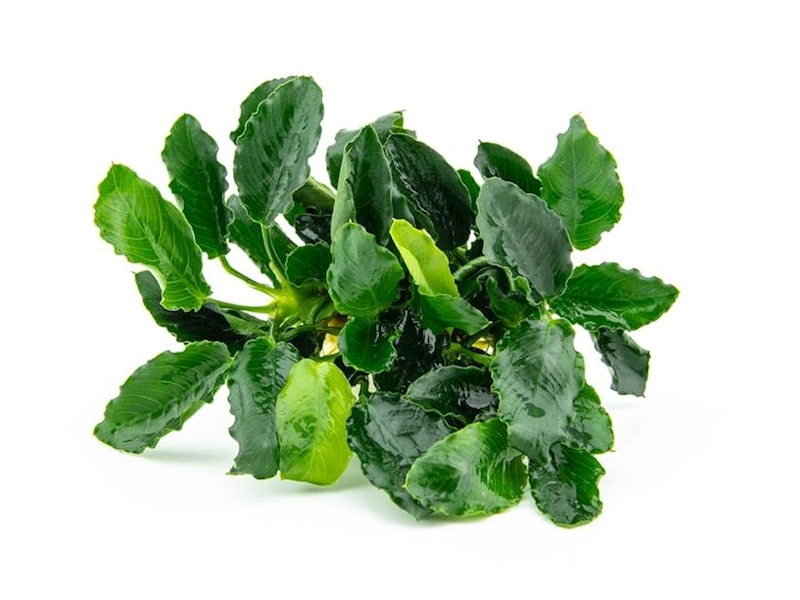 Anubias barteri var. nana ´Kirin´