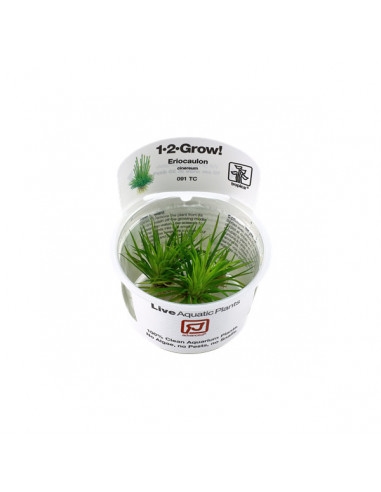 5 Eriocaulon cinereum In-Vitro