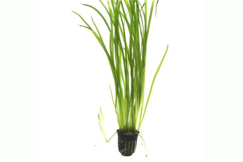 AR-D-Vallisneria spiralis 4