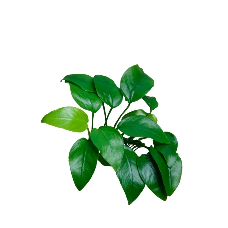 AR-D-Anubias bart.nana mehrtriebig 5