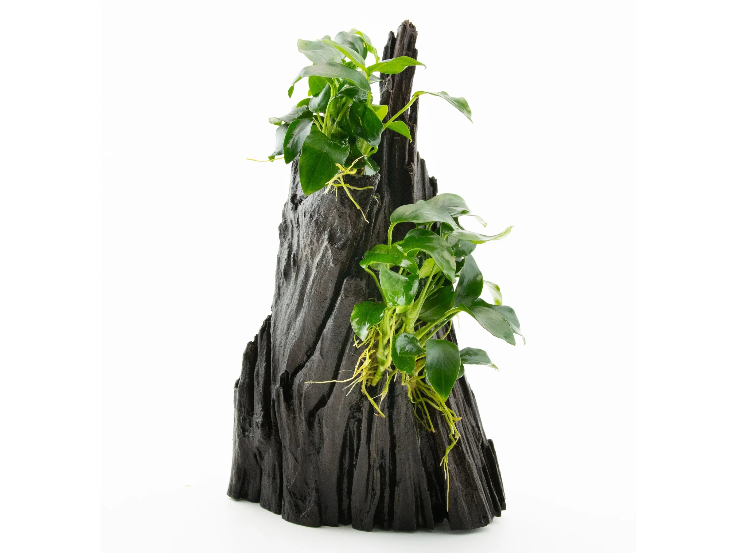 Anubias spp. Hills