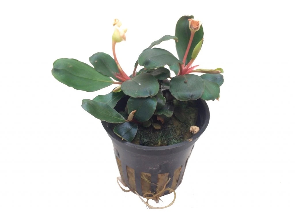Bucephalandra sp. 'Red Scorpio'