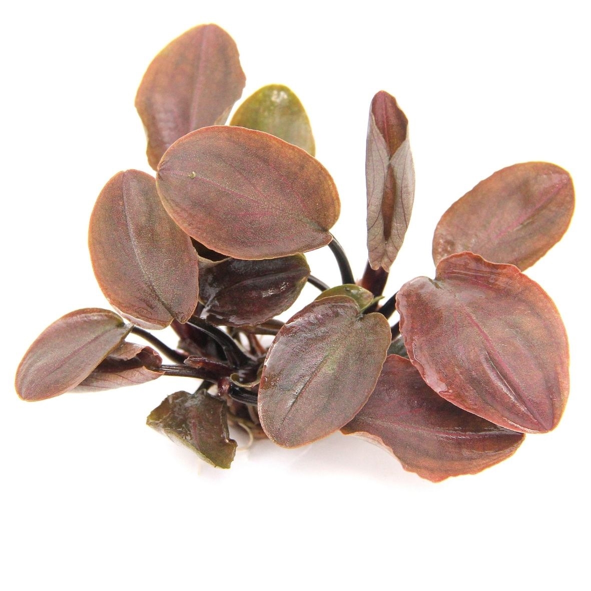 Lagenandra meeboldii 'Rot' XL NEU!