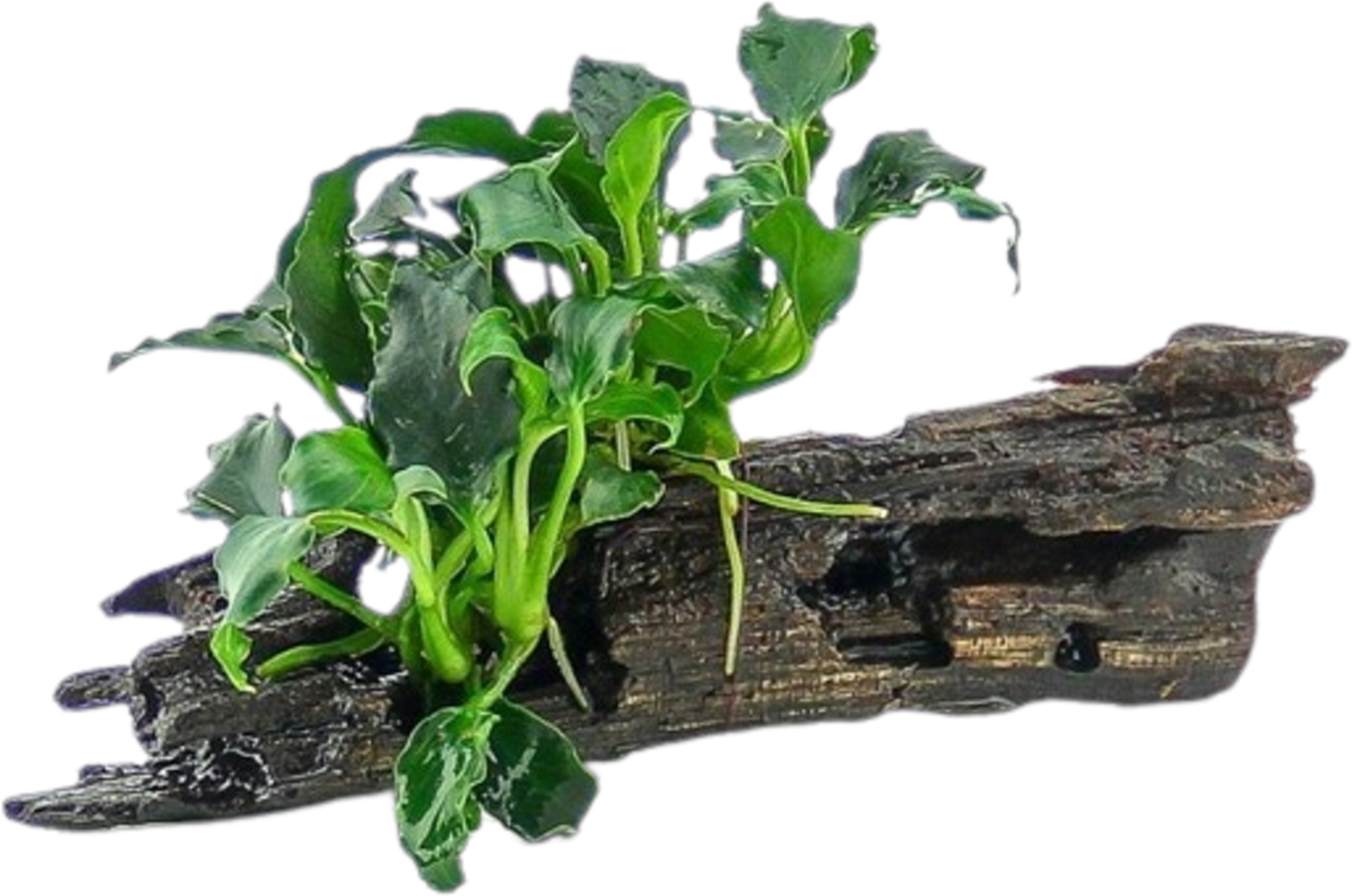 Anubias nana ´Kirin Mini´ on Nanowood
