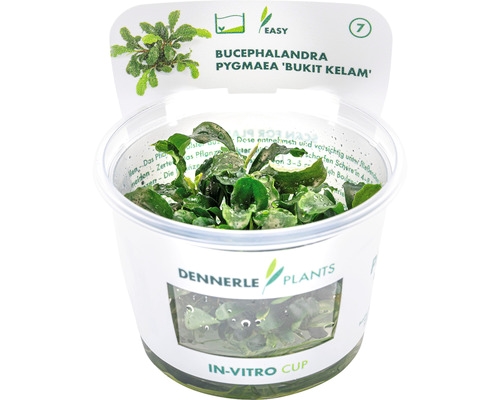 Bucephalandra spec. Wavy Leaf In-Vitro