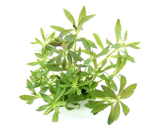 Limnophila hippuridoides