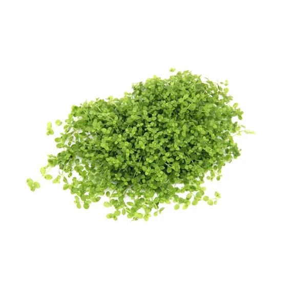 Micranthemum spec. ´Montecarlo´  (VE = 5)