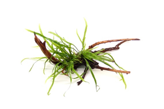 10 Microsorum pteropus Trident on Spiderwood