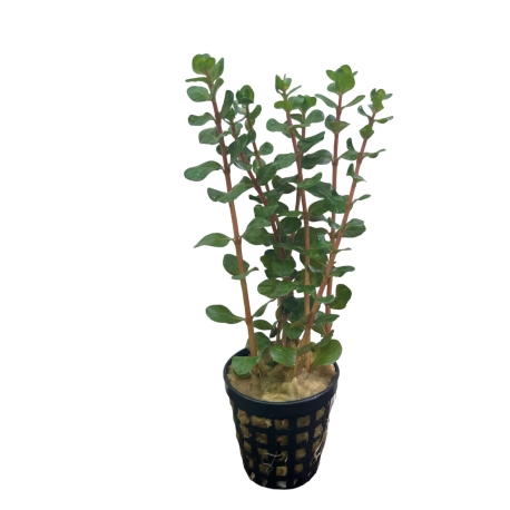 Rotala rotundifolia emers T/15