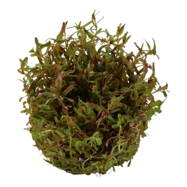 4 Rotala spec. ´H´Ra´