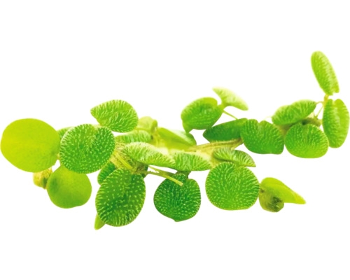 3 Salvinia minima