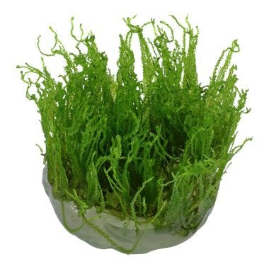 Taxiphyllum alternans Taiwan In-Vitro
