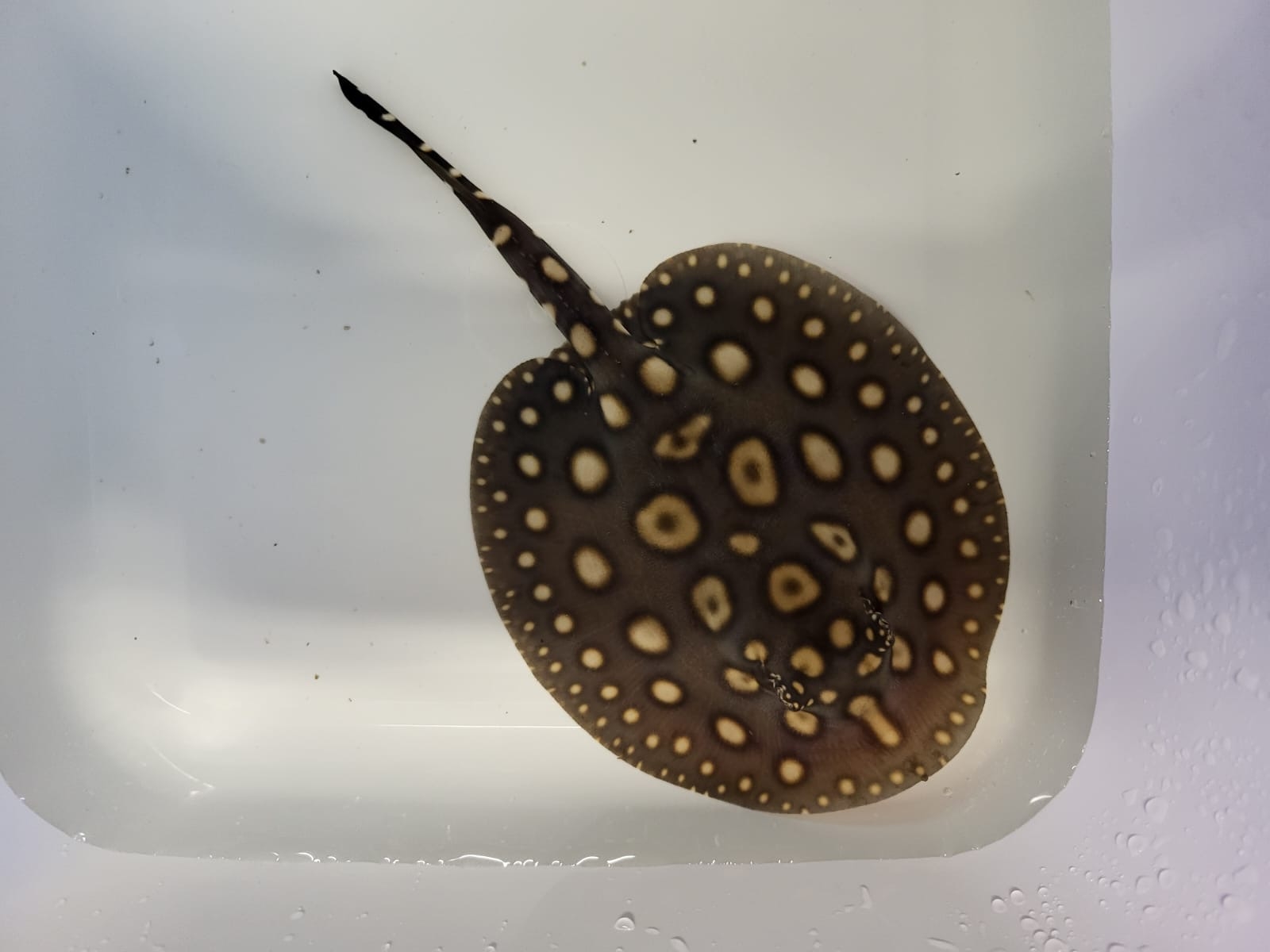Rejnok Potamotrygon leopoldi „Black Diamond“