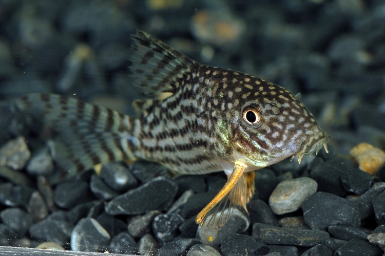 Pancéřníček Sterbův XL