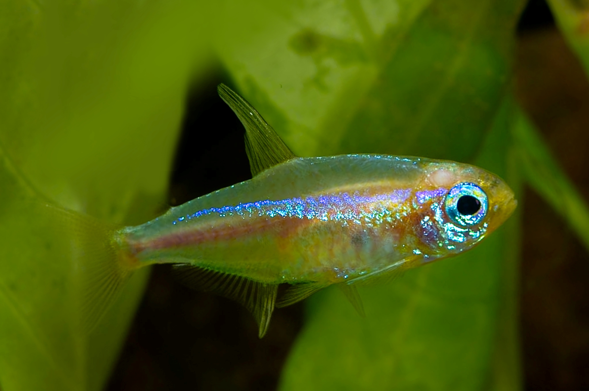 Tetra neonová zlatá