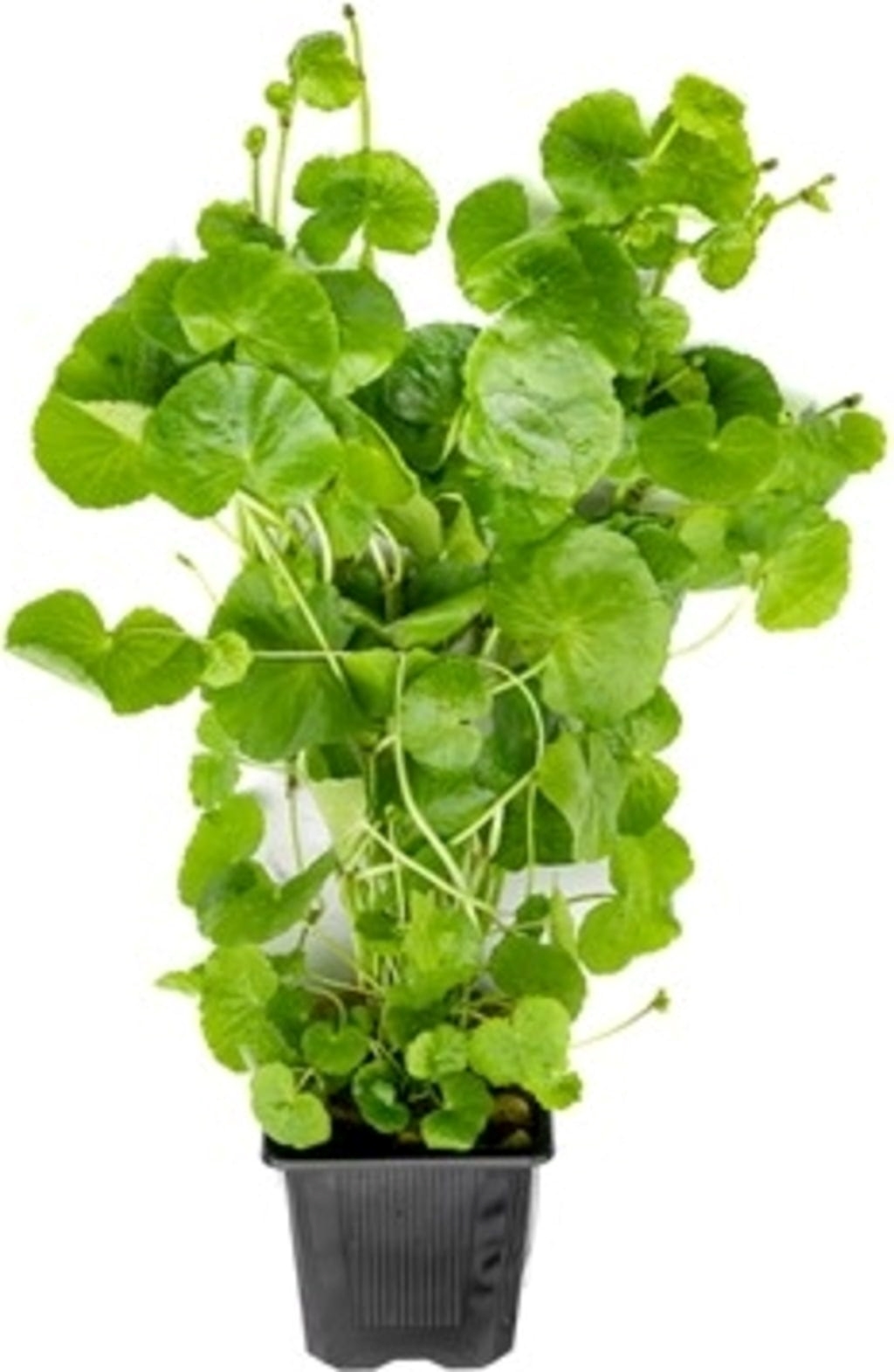 Hydrocotyle leucocephala xxl