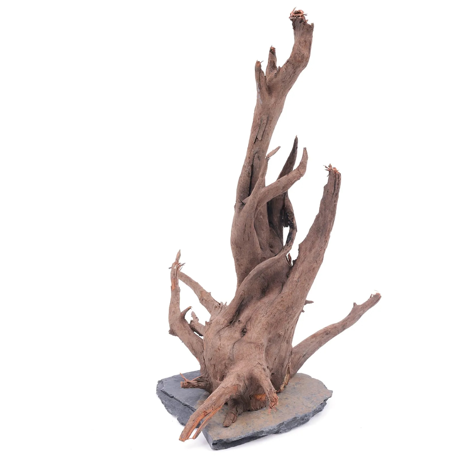 Angkor-Tree S, 15-25 cm