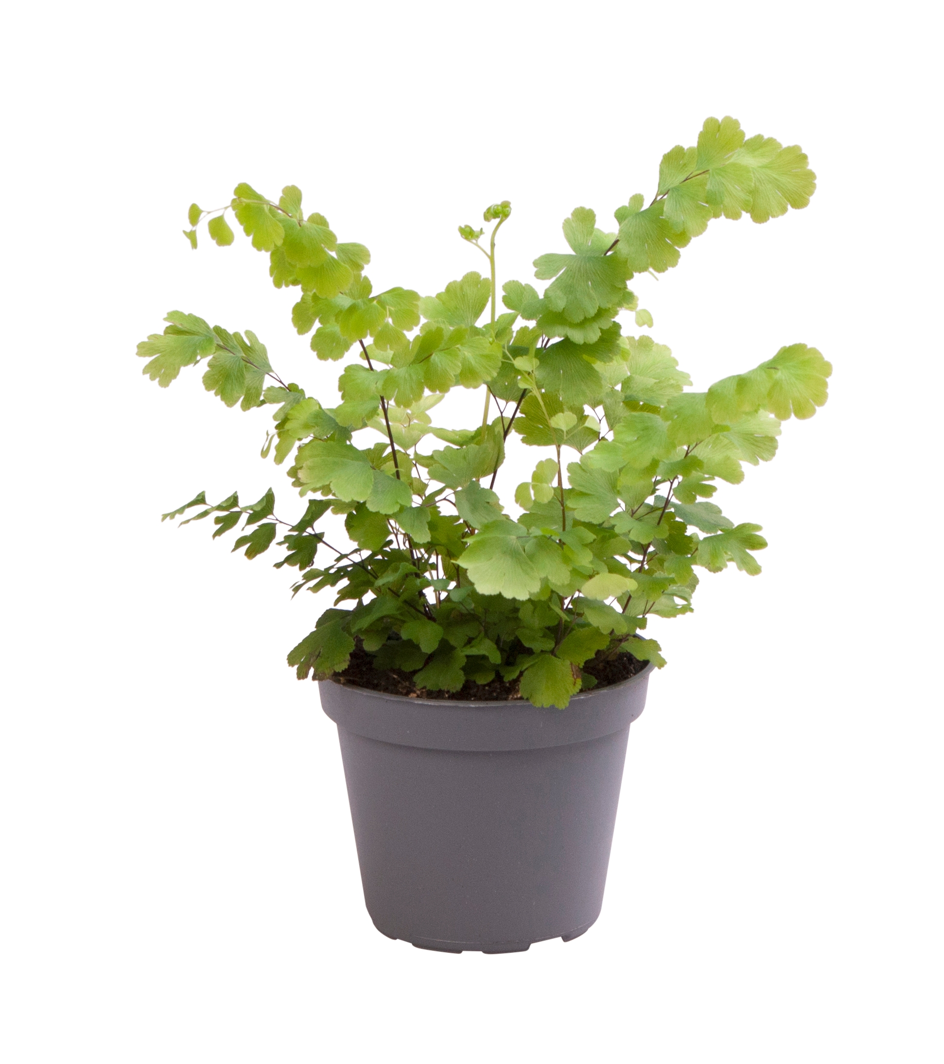Adiantum ‘Fritz Luthi’