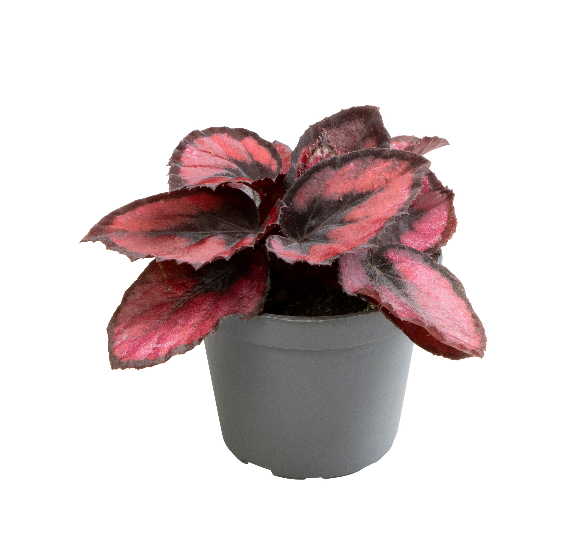 Begonia rex ‘Red Kiss’