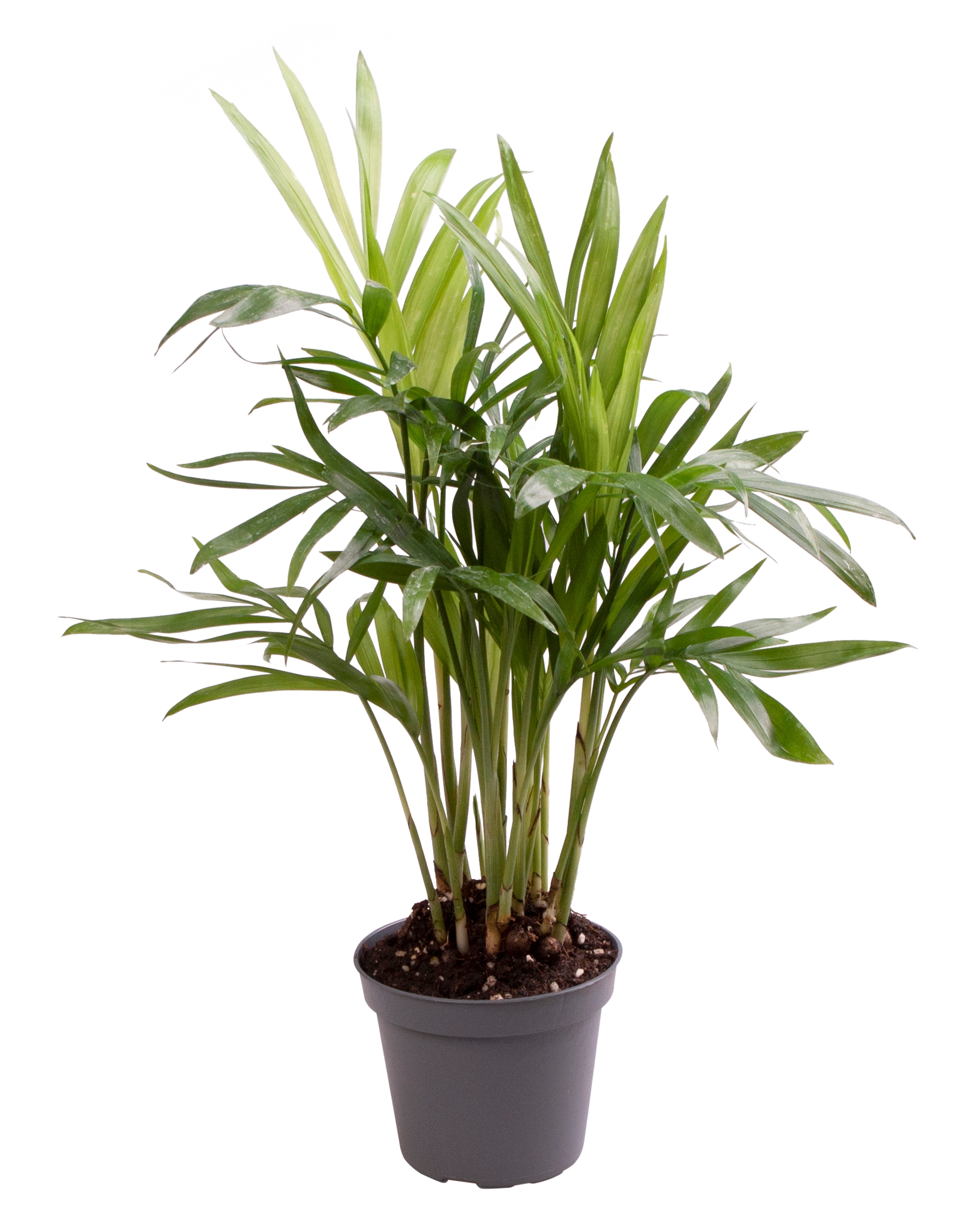 Chamaedorea elegans