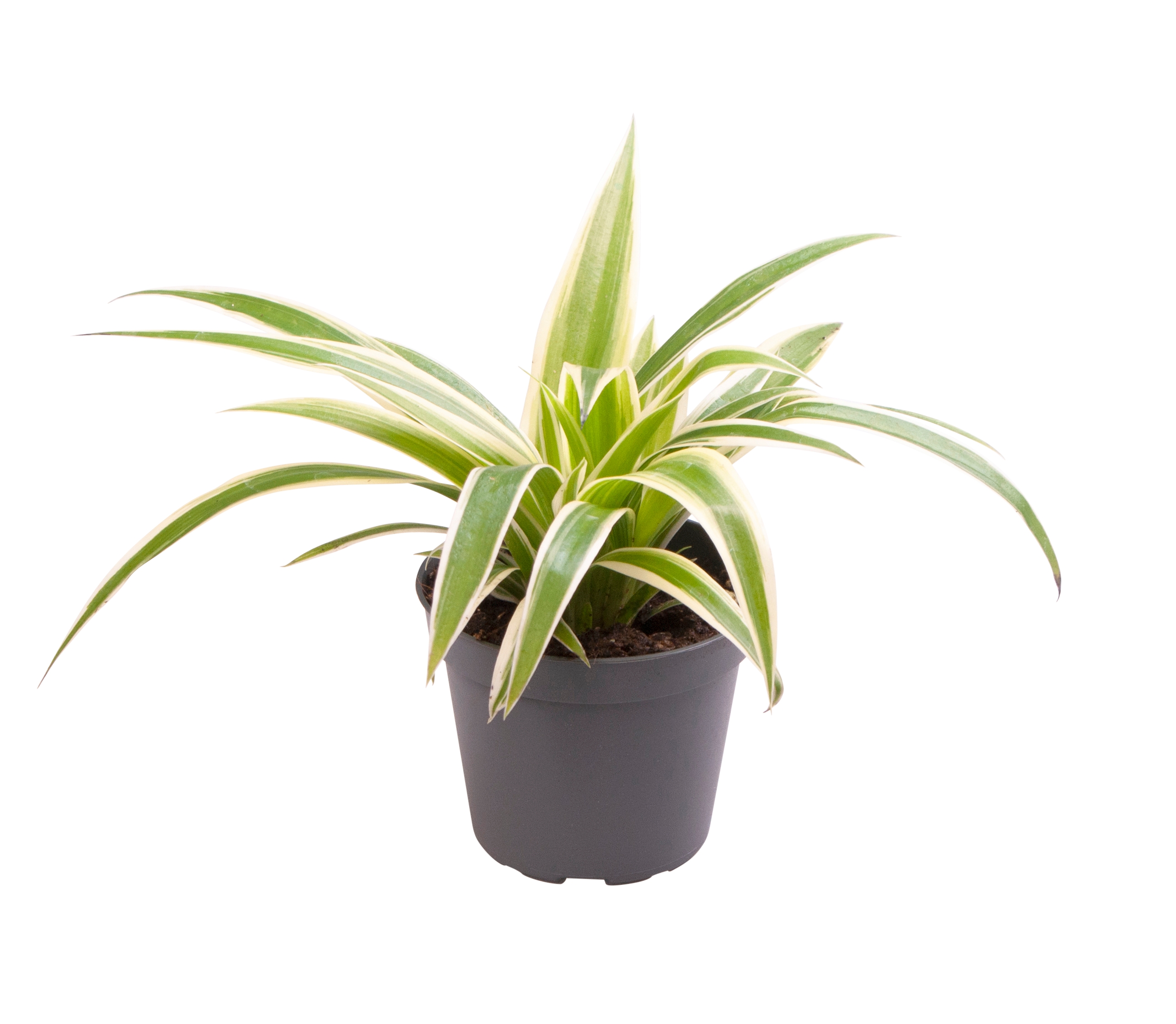 Chlorophytum ‘Irish’