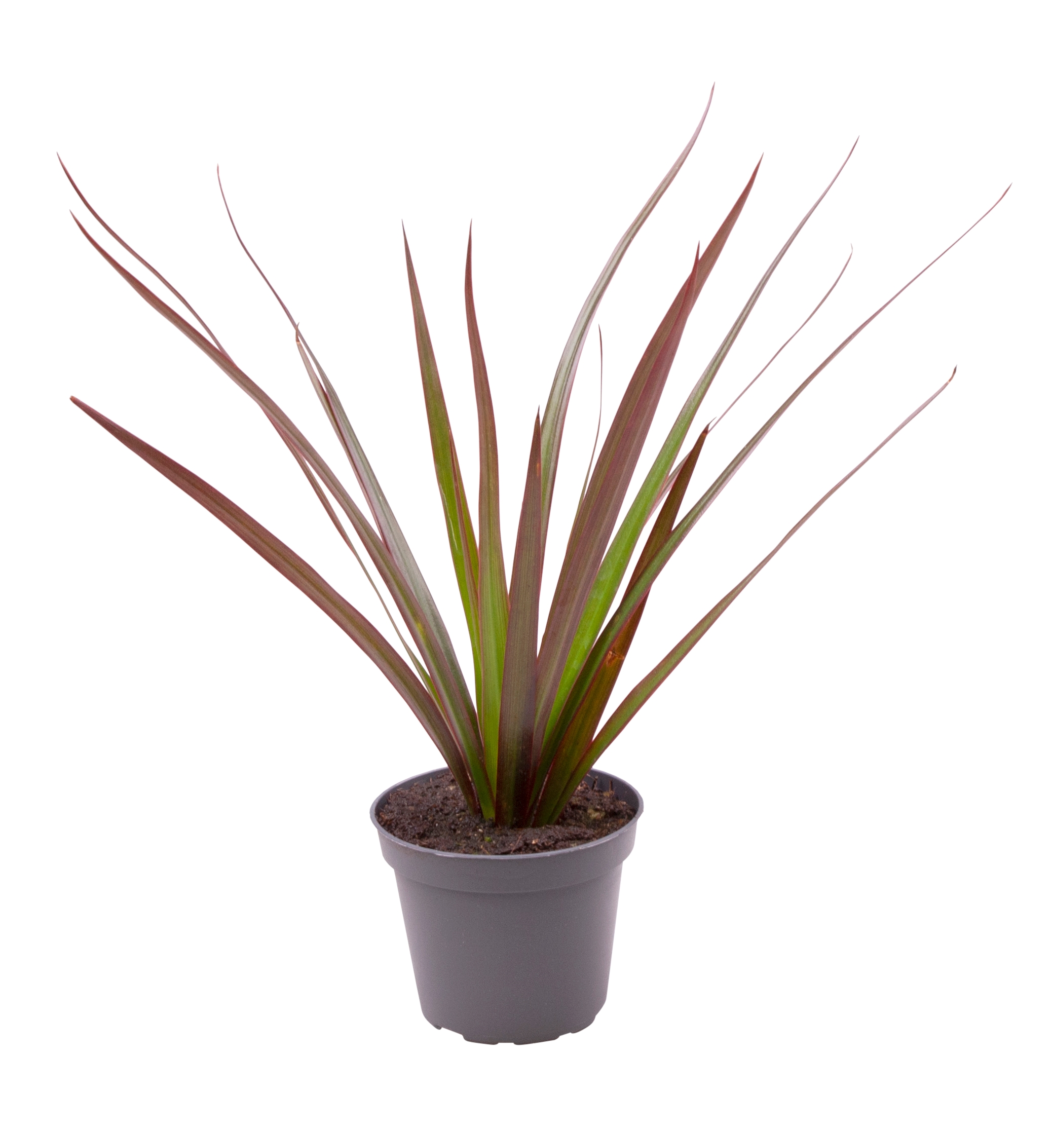 Dracaena ‘Magenta Top’