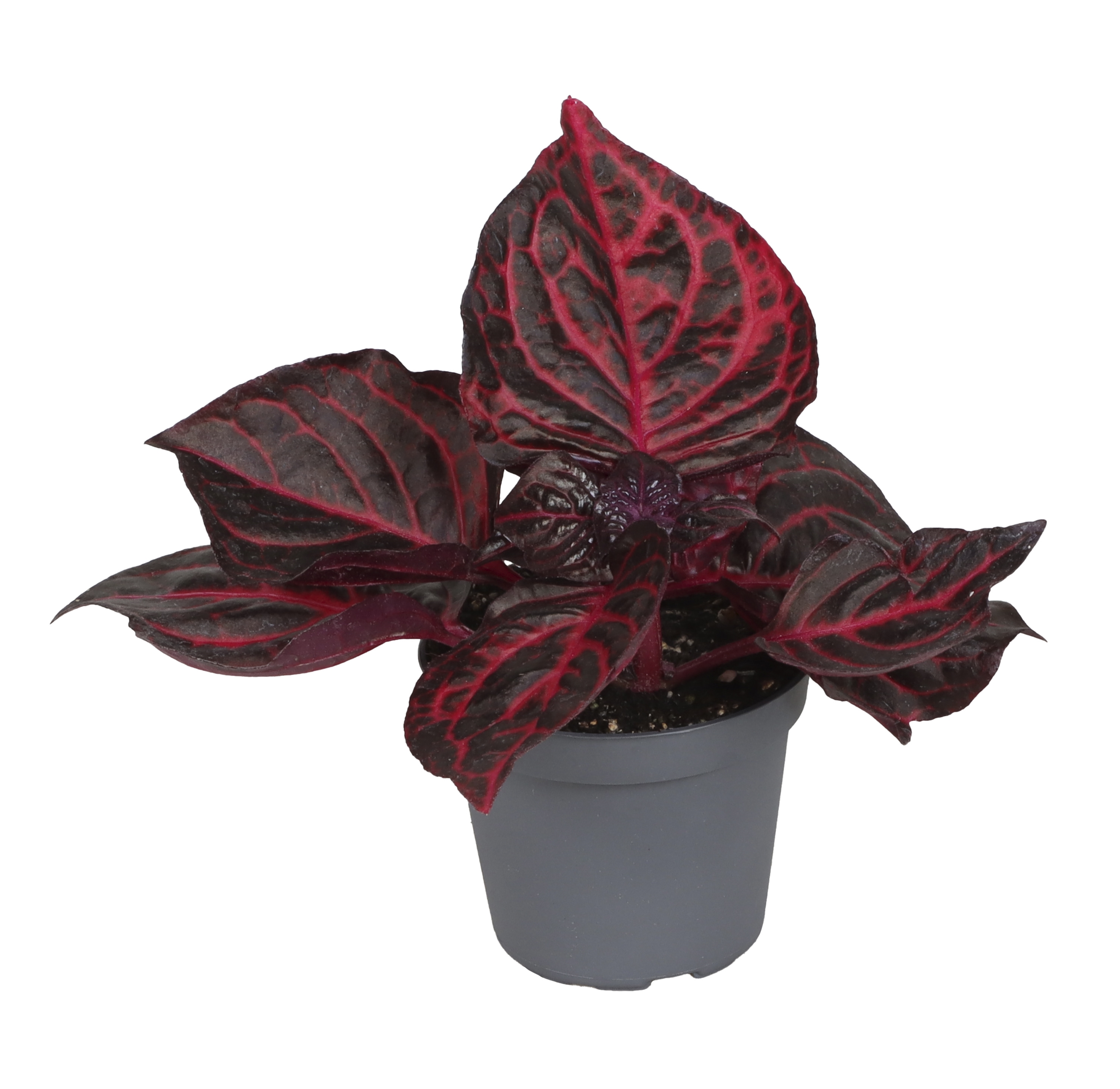 Iresine ‘Bloodleaf’
