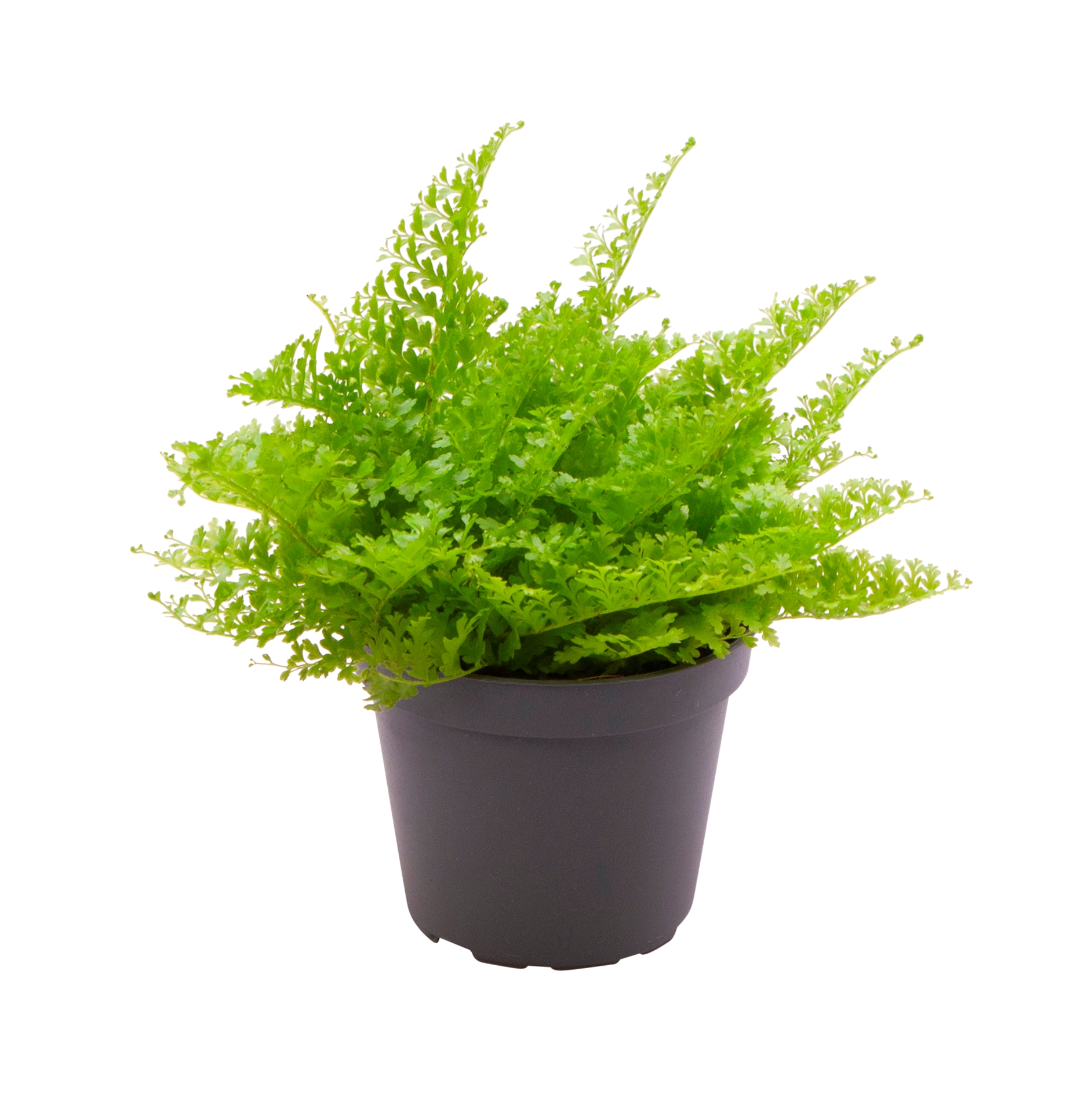 4 Nephrolepis exaltata ‘Cotton Candy’