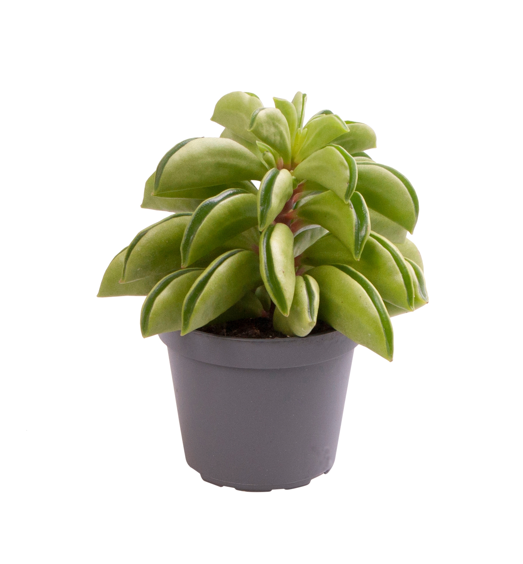 Peperomia ‘Fire Sparks