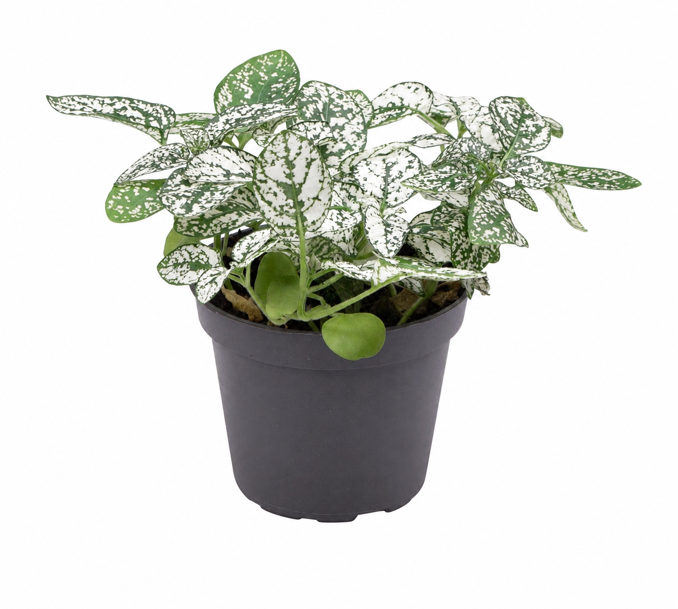 Hypoestes phyllostachya ‘White’
