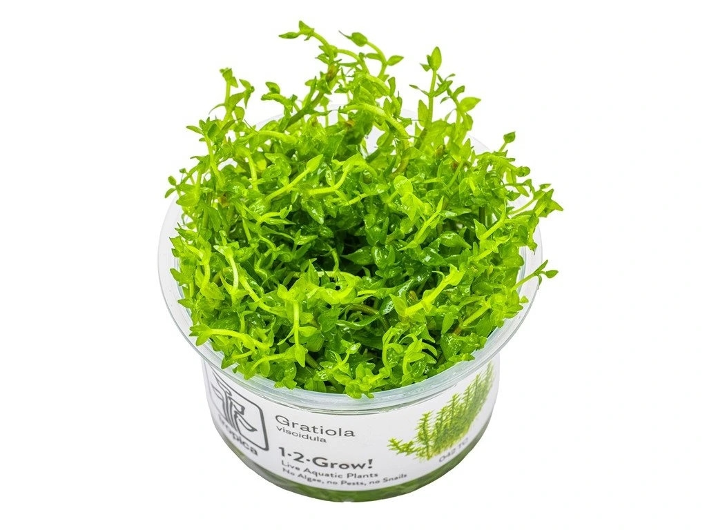 4 Gratiola viscidula VE 5
