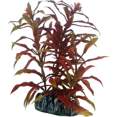 Rostlina Nesaea 13cm