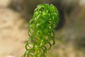 Rostlina Lagarosiphon 7cm SB