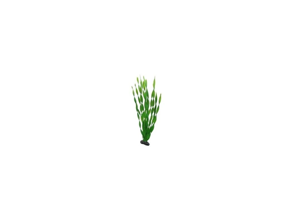 Rostlina Vallisneria 60cm