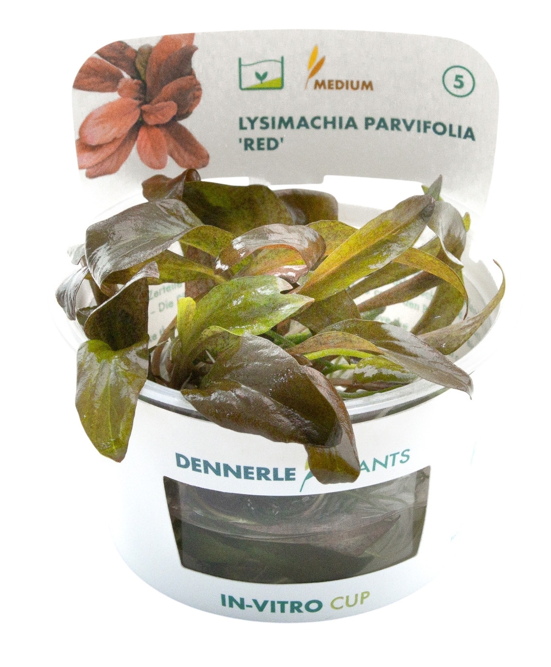 Lysimachia parvifolia 'Red' CUP