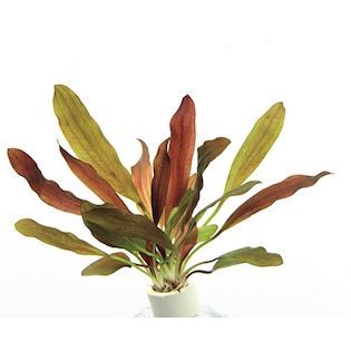 Echinodorus ´Red Chamäleon´ (VE = 5)