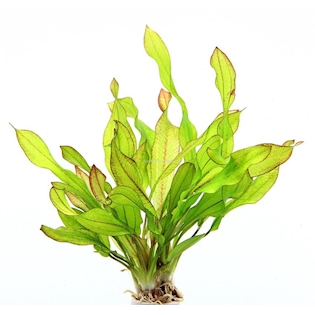 Echinodorus ´Green Chamäleon´ (VE = 5)