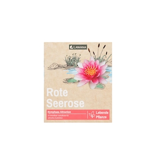 LAWANA Nymphaea Natura, leknín červený