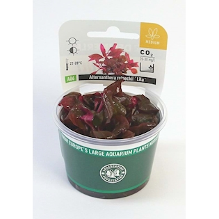 Alternanthera reineckii ´Lila´ In-Vitro