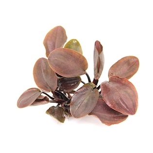 Lagenandra meeboldii ´Rot´ (VE = 5)